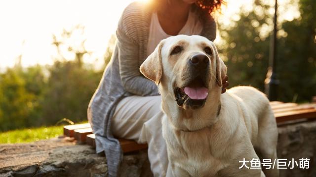 不知道狗狗是否真的喜欢你？它们的爱，其实都藏在了日常生活当中