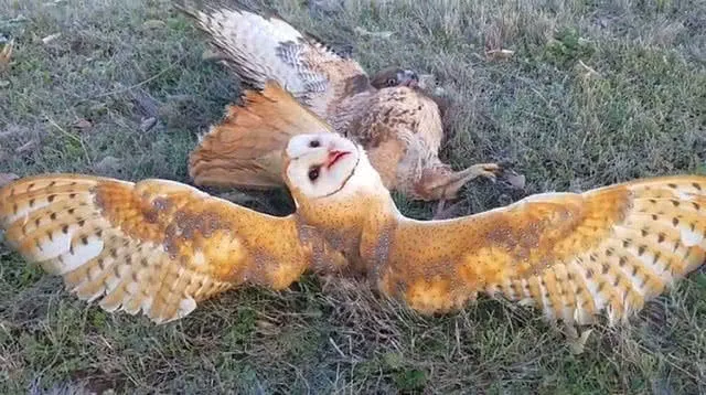 小伙养猫头鹰做宠物，这天它捕到的猎物是个“大家伙”