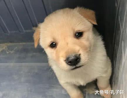 在路边的破烂箱子里发现一只小狗狗，走近一看，网友果断收养！