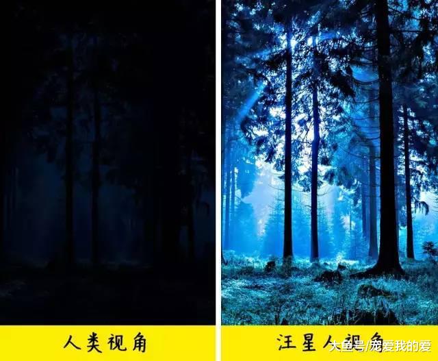 汪星人能看见“鬼”？是真的！科学家这么解释