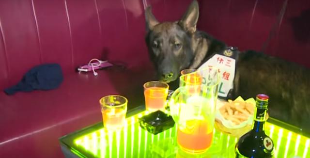 警犬盘查夜店，闻了闻桌上的薯条，迅速叼走两根薯条吃