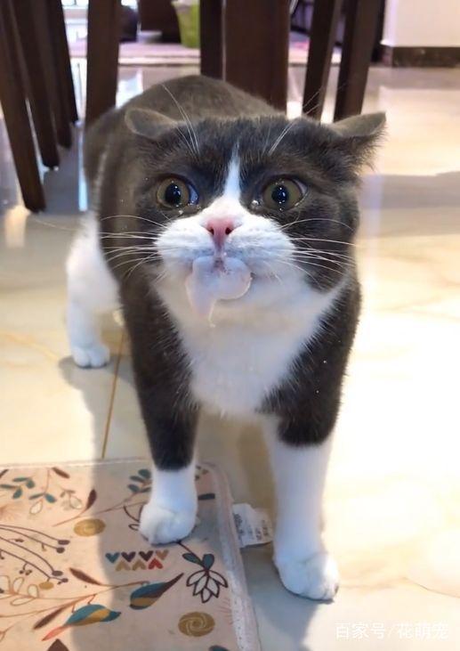 喵星人病了，鏟屎官給貓咪喂藥，貓咪委屈地不停的流眼淚