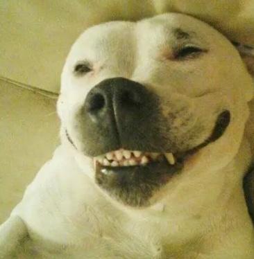 这条狗颠覆了网友对金毛的认知, 跟喝醉的人回家, 把别人家给拆了