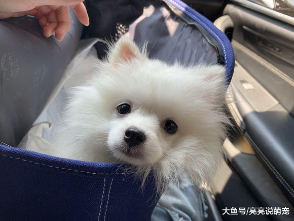 博美对自己新造型不满意，不过也没办法，不敢责备主人