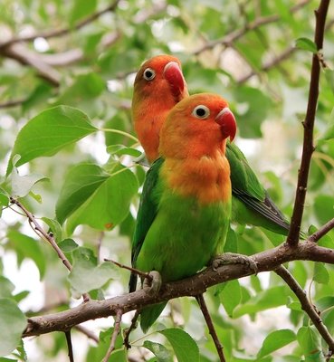 国内最常见的三种鹦鹉，饲养简单人气超高，价格便宜说话能力强