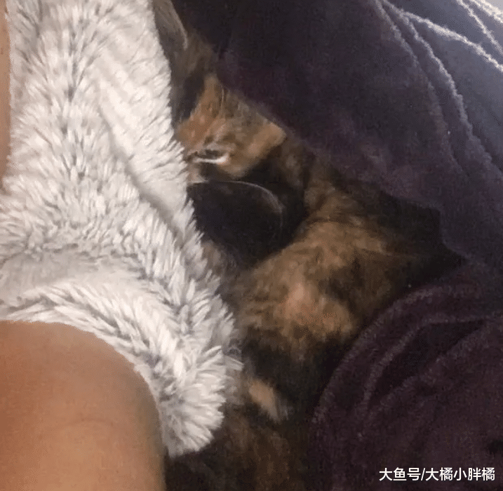 贪玩小猫沦落为流浪猫，为了重回幸福生活，竟赖在别人家里不走了