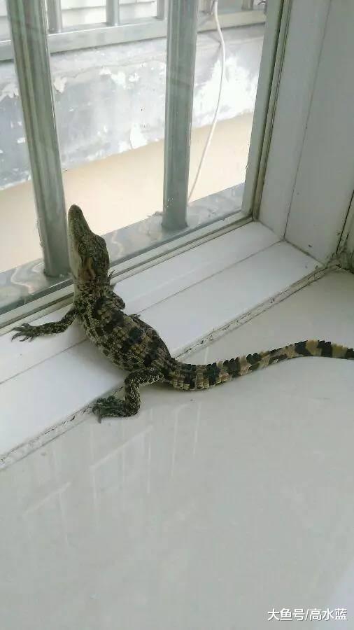 国外一网友带回只鳄鱼，结果哈士奇抢着要跟鳄鱼干仗，鳄鱼快气哭