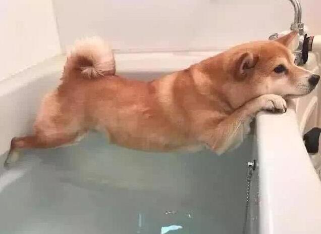 养狗的注意了：你的这5种做法，会悄悄偷走它的寿命！