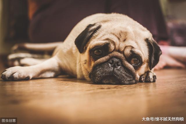 这些行为，会给狗狗造成很大的伤害，宠主都知道吗？