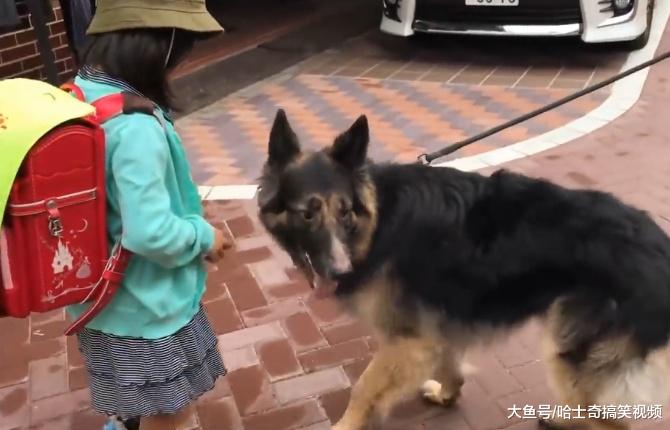 小主人不敢自己睡，爸爸让德牧保护她，现在很有安全感了