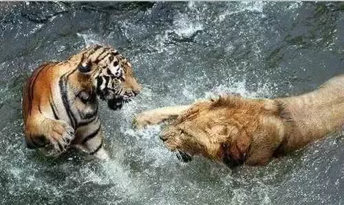 100只东北虎放到非洲大草原上，100年后会发生什么？