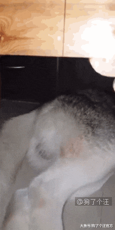 学校表白墙直播狗狗安全，这是一群什么天使啊