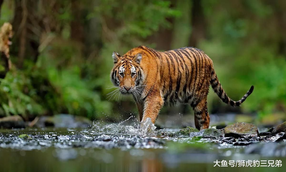 如果非洲一哥是虎群, 那么鬣狗还敢像骚扰狮子一样对待老虎吗?