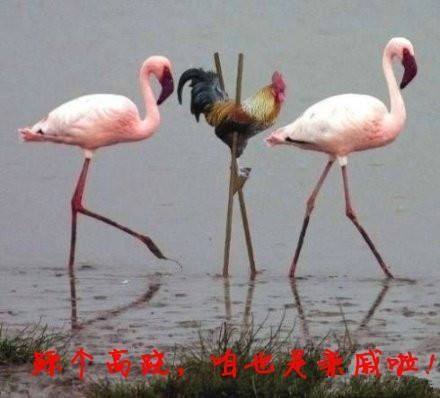 搞笑段子：这不是女孩该干的，说着他用一根炸薯条……