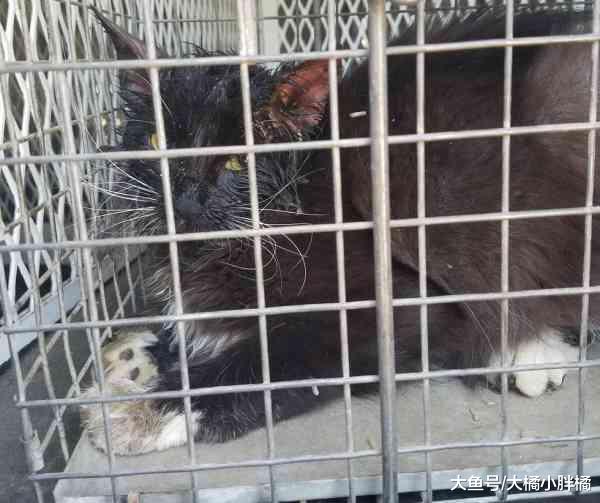 濒临死亡的猫妈妈，坚持要生下孩子们，为了孩子牺牲自己也值得