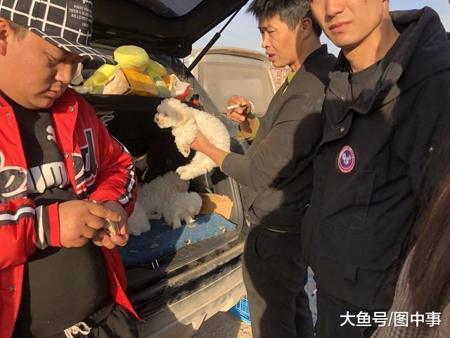 男子一次性买两只泰迪想要优惠, 为何商贩坚持不肯优惠?