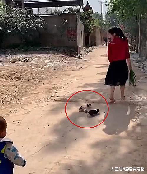某村子里，惊现一群荷兰猪跟踪红衣女子，网友：这是猪妈妈吧？