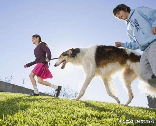 养狗的有福了：这5个方法可延长狗狗寿命，很狗狗已受益