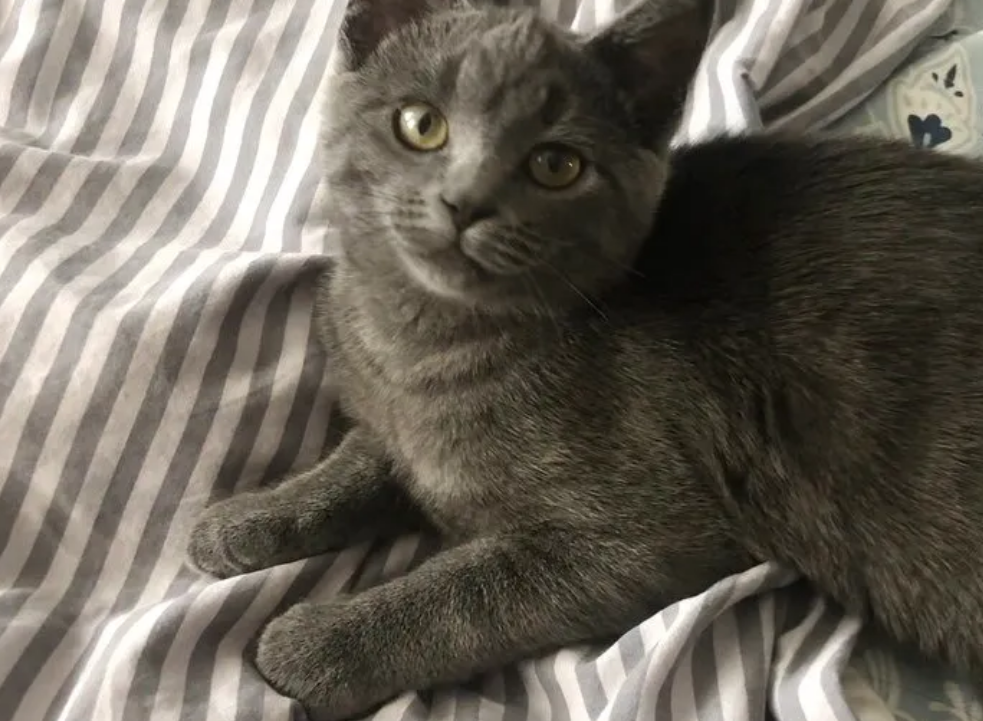 善良的好心人，救助了无家可归的蓝猫，也收获了蓝猫带来的温暖