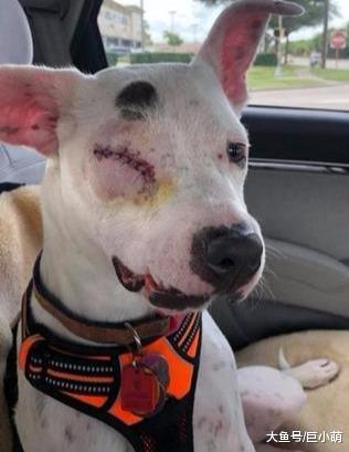 被霰弹枪射击，被用锤子殴打，被虐待的独眼狗狗依旧选择相信人类