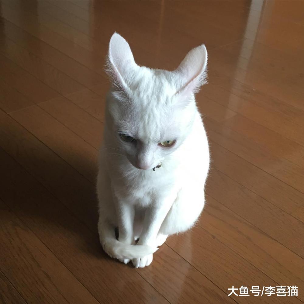 飛機耳并不能代表貓咪恐懼和興奮的情緒，這一行為其實有很多作用