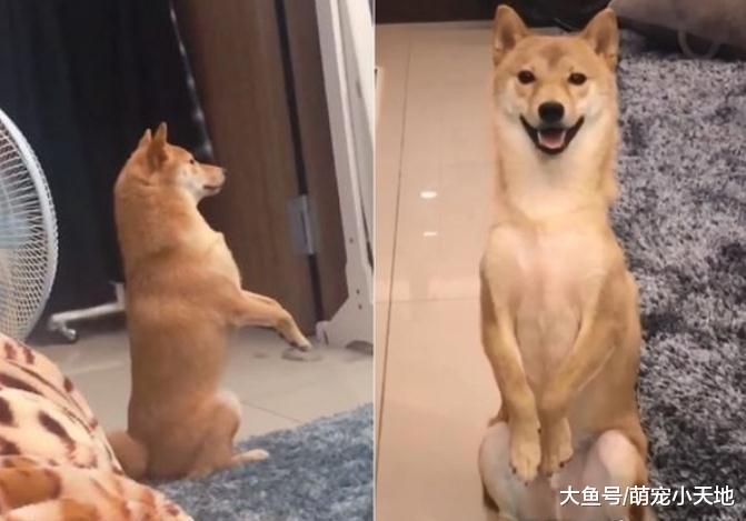 听到爸爸要回来了, 柴犬立刻原地站立变袋鼠举手卖萌