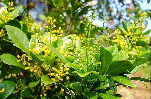 米兰枝条细弱，开花差，及时加点“料”，剪一刀，枝头爆满花苞