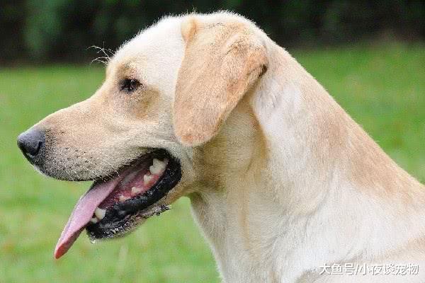 純種拉布拉多犬特征，拉布拉多純種多少錢一只