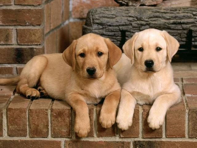 英国研究表明, 现代环境中的化学物质, 影响了公犬的生育能力