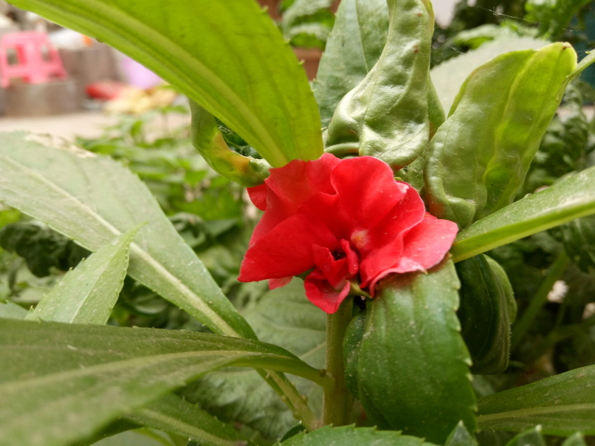 盆栽凤仙花的栽培方法和注意事项有哪些，知道这些后，养护起来更加轻松