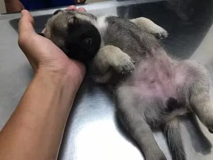 网友带一只小狗到医院检查，结果它一放到诊疗台上，直接把医生都逗乐了！