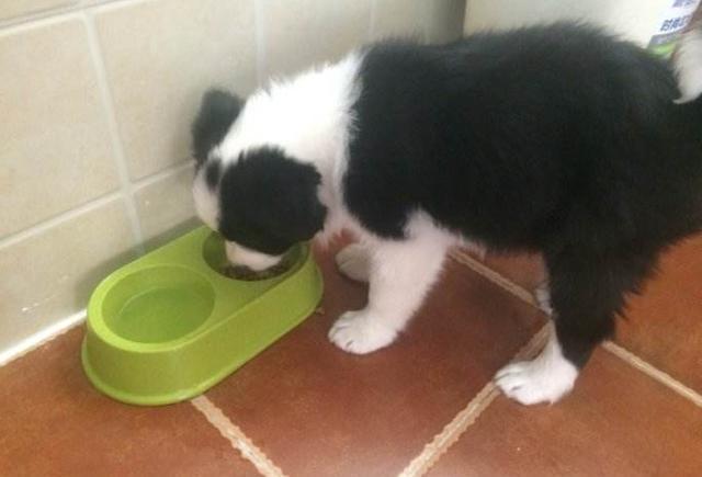 饲养边牧有“6不要”, 多少新手还不知道, 早知道早预防!