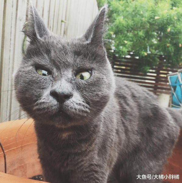 患病小猫时日无多，兽医建议将它安乐死，主人的坚持却创造了奇迹
