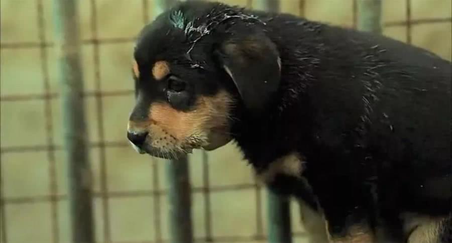 每年，都有2亿条生命被抛弃、虐待：我们虽然没有杀过人，却都差点做了刽子手