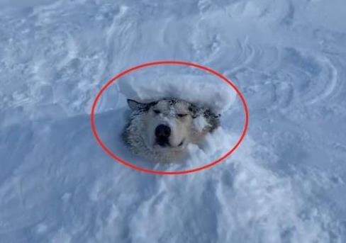 鏟屎官套路阿拉去玩雪，卻把阿拉當成道具，阿拉的表情亮了