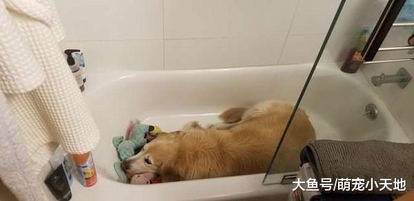 放烟火发抖狂叫！阿金自己进浴缸躺好避难，靠着娃娃才安心