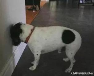 狗狗的这些动作，不一定是撒娇发脾气，有可能是向你求救
