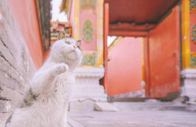 故宫御猫爆红, 探索御猫的历史故事, 它们才是最受宠的宫内近臣