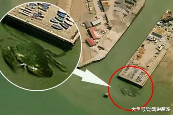 世界上几种最大的生物，黄鳝长1.5米，15米的螃蟹非常的诡异