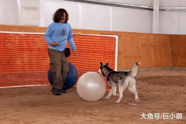 8种鲜为人知的狗狗运动，狗主们来学学，跟狗狗玩一个新游戏
