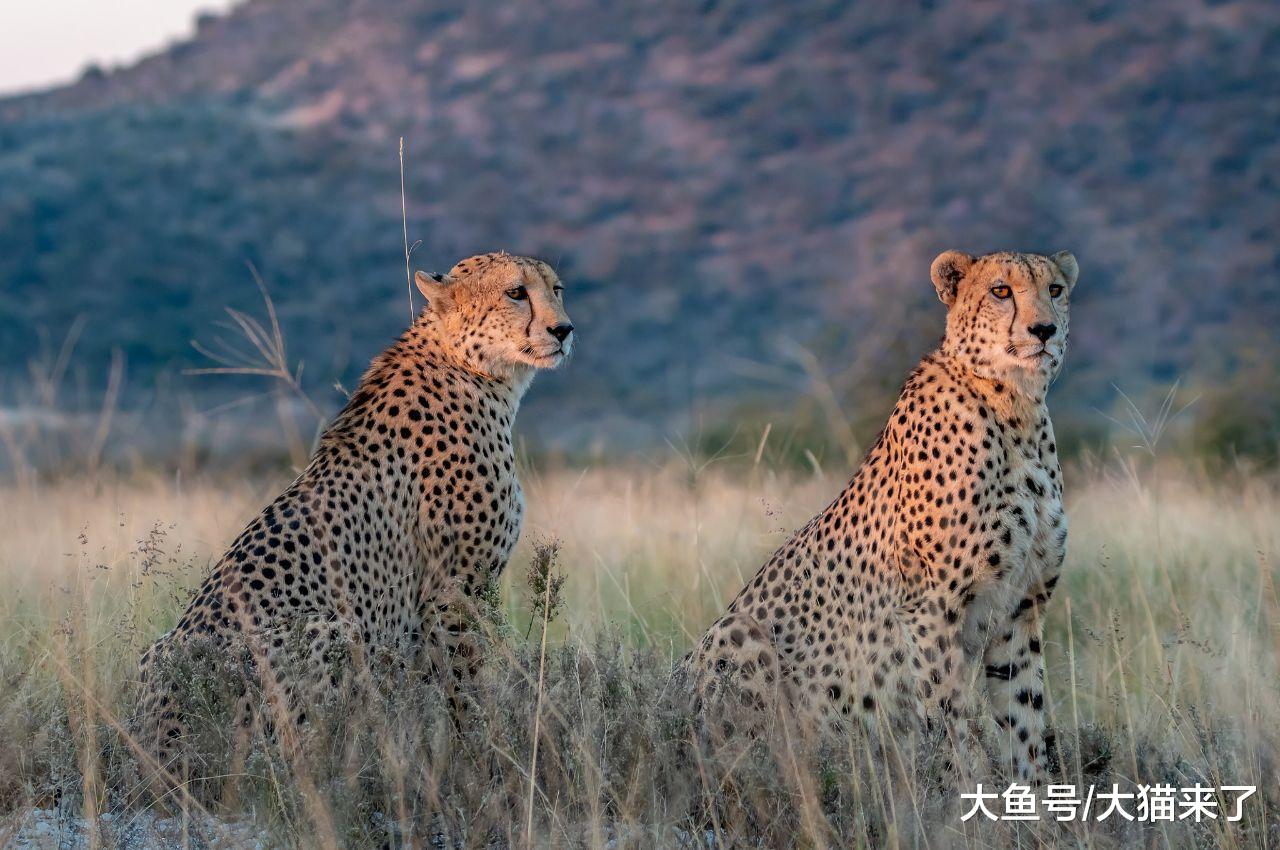 猫科动物有什么捕猎技巧? 除了“坐等”还有这三种