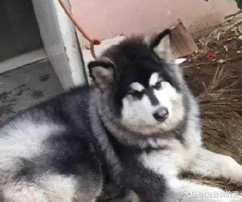 物业门口拴着一只肥嘟嘟的阿拉斯加，物业说：其实我们很无奈
