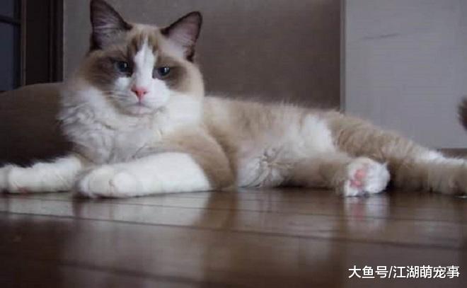想养布偶猫吗？除了价钱高，它还有下面4个缺点