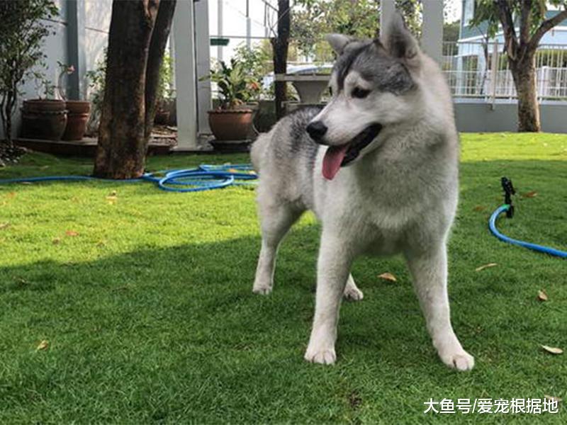 哈士奇绝育后胖成球，主人上网求助，发现多个同款“胖哈”！