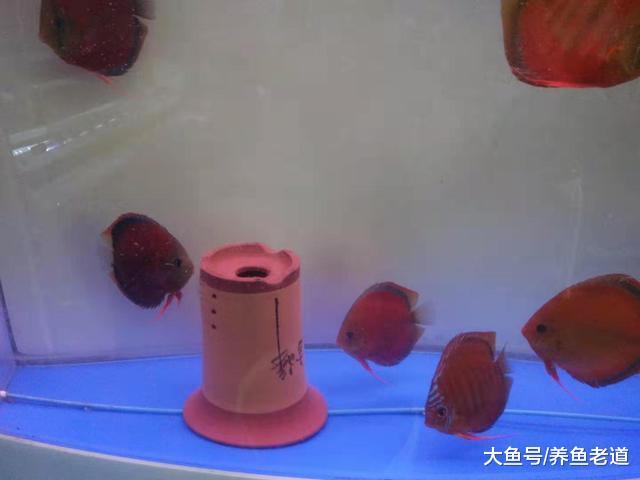 观赏鱼饲养的1357法，我们稍作改动就不用七天一换鱼了！