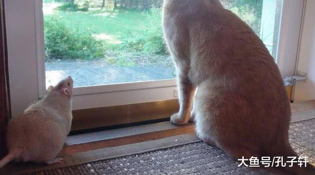 老鼠爱上猫咪，干啥都要黏着，橘猫：别以为我减肥就不敢吃你！