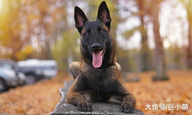 如果你是养狗新手，这15种狗最好避开，不然可能会被送到救助站