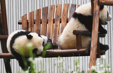 熊猫沉迷荡秋千，扭头一看不对劲：我放这儿那么大一个国宝呢？