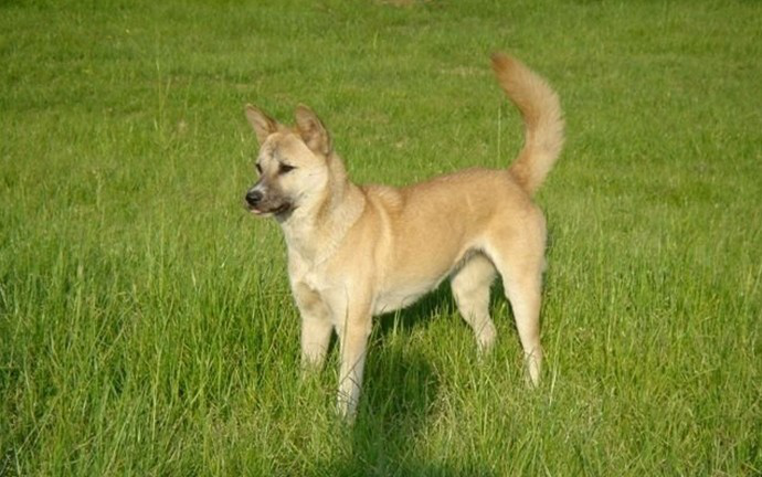 “土狗”也分很多少种，对中华田园犬你了解多少