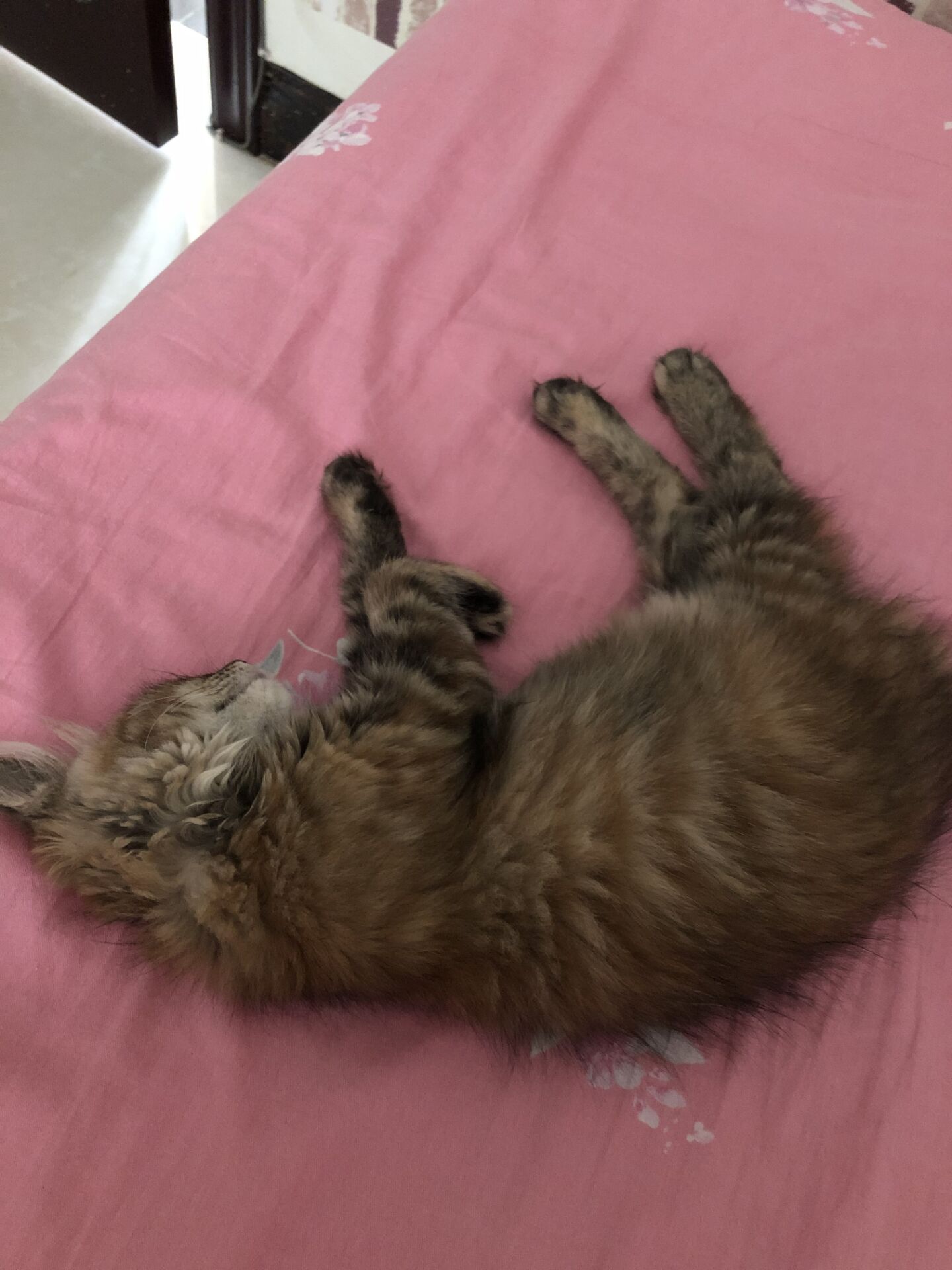 时而温柔可爱，时而霸气冷傲，看猫主子如何诠释百变风格